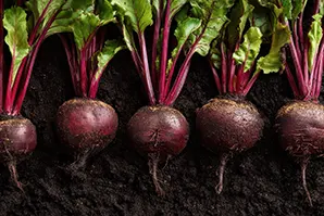 Beetroot